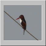 Black-capped kingfisher.jpg